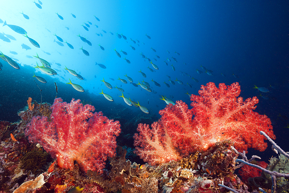 Soft Corals in Coral Reef, Dendronephthya, Kimbe Bay, New Britain, Papua New Guinea