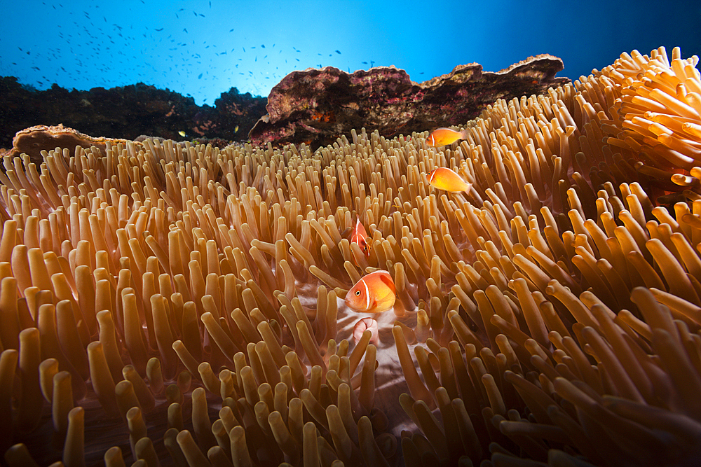 Pink anemonefish in Sea anemone, Amphiprion perideraion, Kimbe Bay, New Britain, Papua New Guinea