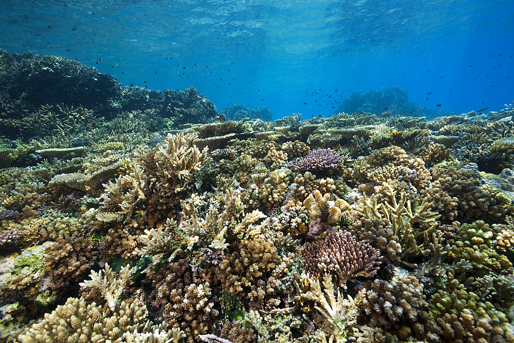 Healthy Hard Coral Reef, Acropora, Kimbe Bay, New Britain, Papua New Guinea