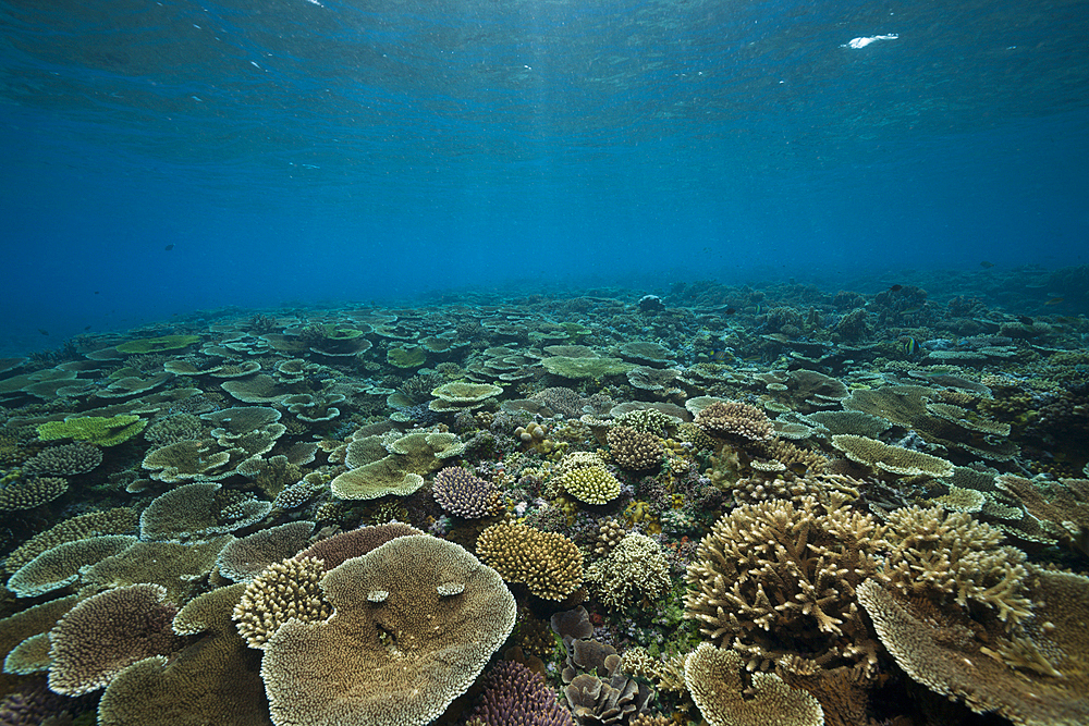 Healthy Hard Coral Reef, Acropora, Kimbe Bay, New Britain, Papua New Guinea