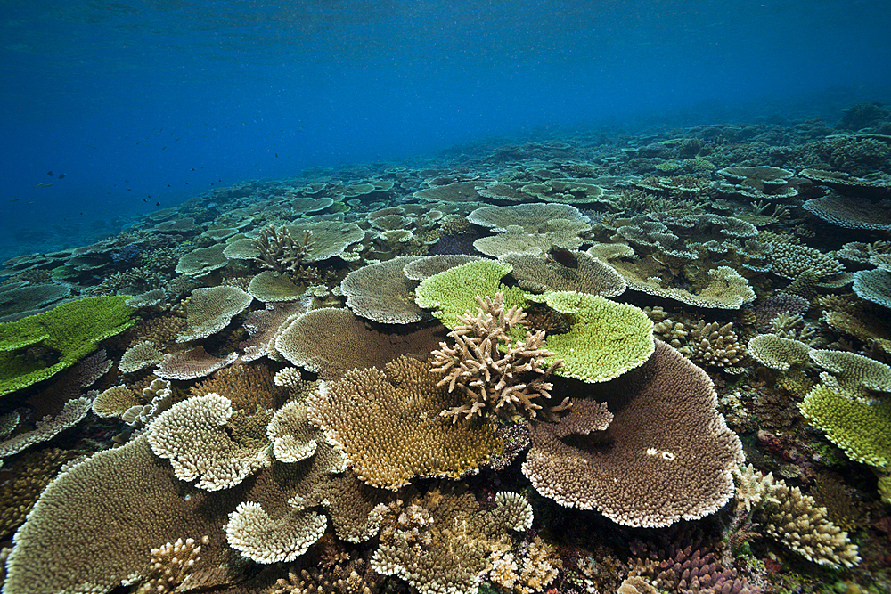 Healthy Hard Coral Reef, Acropora, Kimbe Bay, New Britain, Papua New Guinea