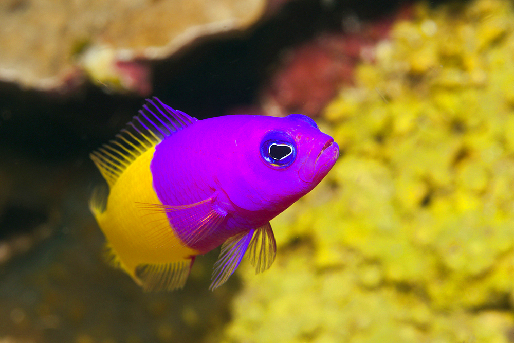 Two-colour Dottyback, Pseudochromis paccagnellae, Kimbe Bay, New Britain, Papua New Guinea