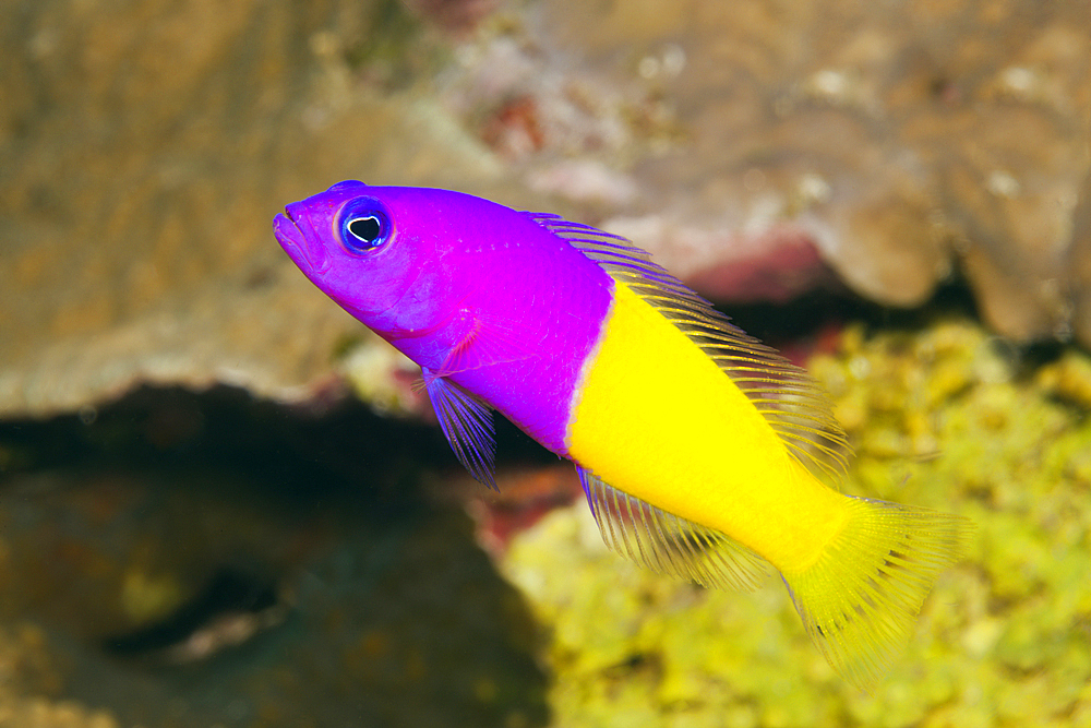 Two-colour Dottyback, Pseudochromis paccagnellae, Kimbe Bay, New Britain, Papua New Guinea