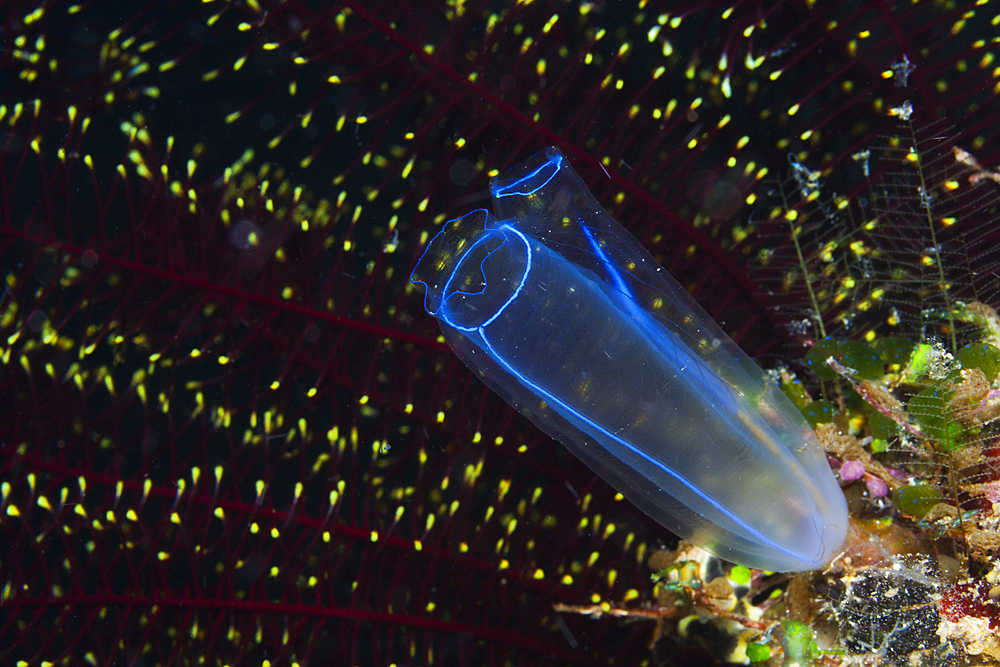 Blue Tunicate, Clavelina, Kimbe Bay, New Britain, Papua New Guinea