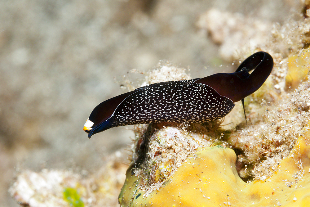 Black Headshield Slug, Chelidonura inornata, Kimbe Bay, New Britain, Papua New Guinea