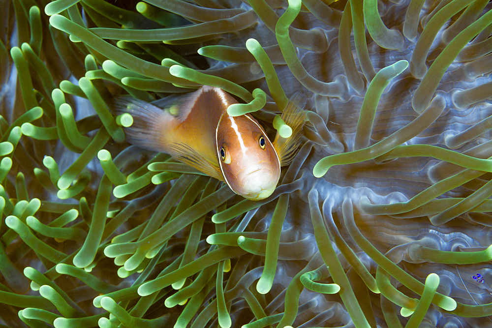 Pink anemonefish in Sea anemone, Amphiprion perideraion, Kimbe Bay, New Britain, Papua New Guinea