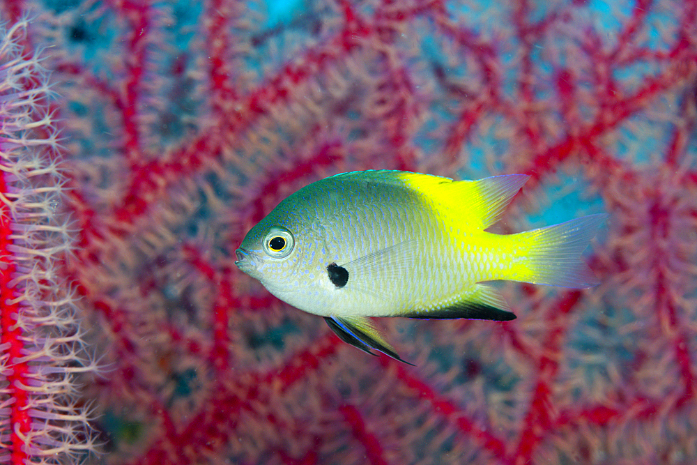 Black-axil Damsel, Pomacentrus nigromanus, Kimbe Bay, New Britain, Papua New Guinea