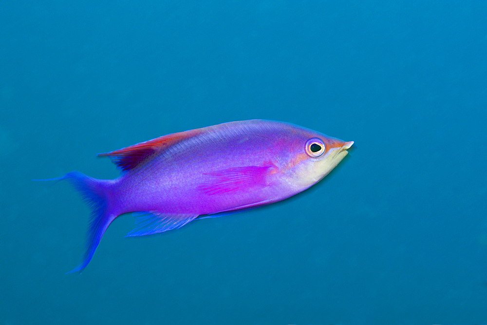 Male Purple Anthias, Pseudanthias tuka, Kimbe Bay, New Britain, Papua New Guinea