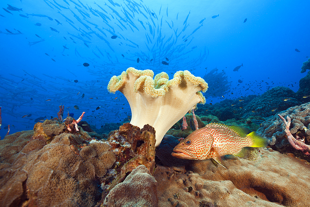 White-lined Grouper in Coral Reef, Anyperodon leucogrammicus, Kimbe Bay, New Britain, Papua New Guinea