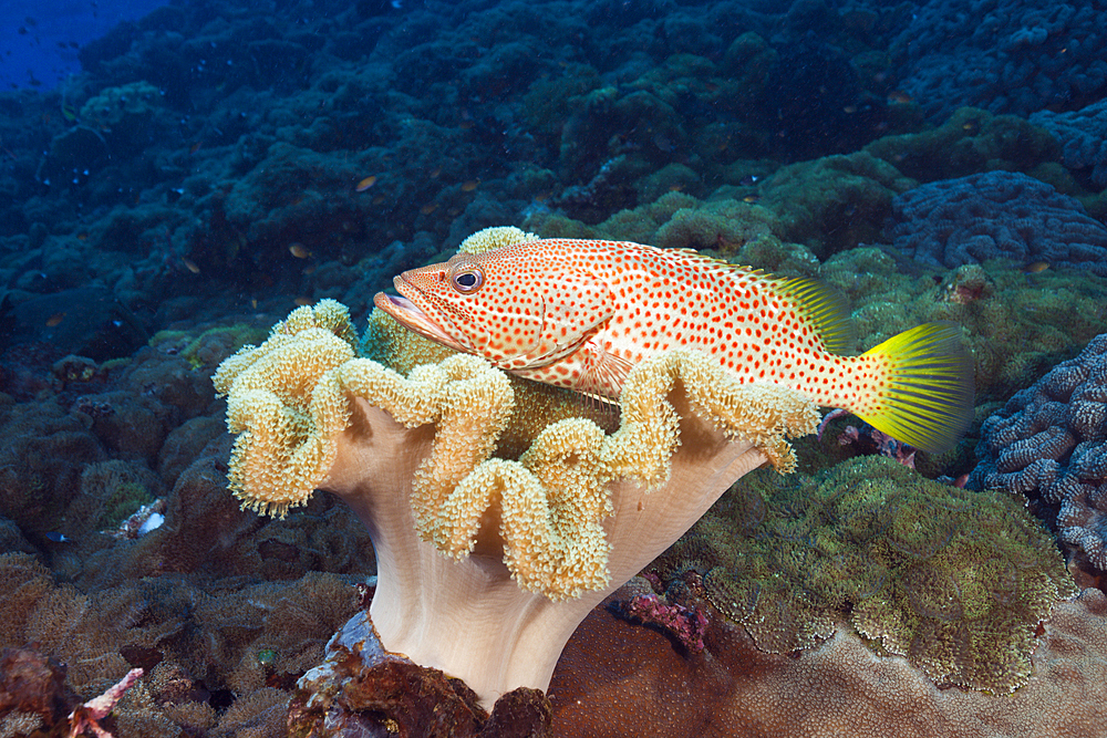 White-lined Grouper in Coral Reef, Anyperodon leucogrammicus, Kimbe Bay, New Britain, Papua New Guinea