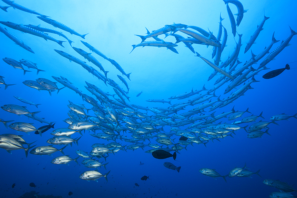 Shoal of Blackfin Barracuda, Sphyraena qenie, Kimbe Bay, New Britain, Papua New Guinea