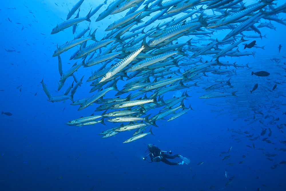 Shoal of Blackfin Barracuda, Sphyraena qenie, Kimbe Bay, New Britain, Papua New Guinea