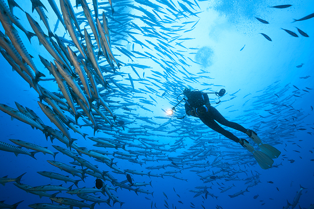 Shoal of Blackfin Barracuda, Sphyraena qenie, Kimbe Bay, New Britain, Papua New Guinea