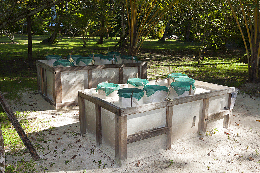 Sea Turtle nesting boxes, New Ireland, Papua New Guinea