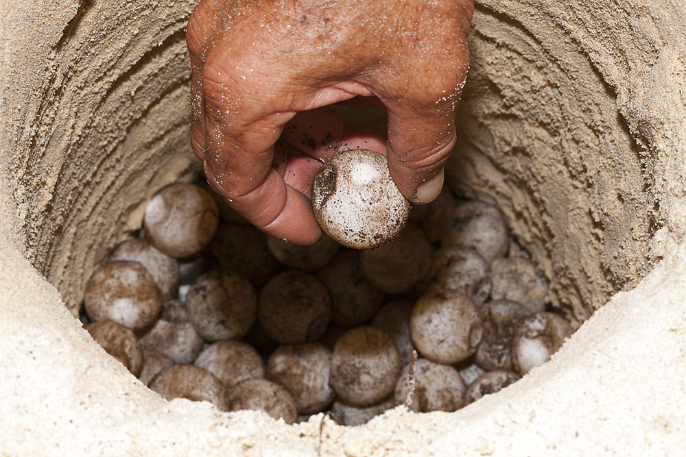 Eggs inside Sea turtle nest, Eretmochelys imbricata, New Ireland, Papua New Guinea