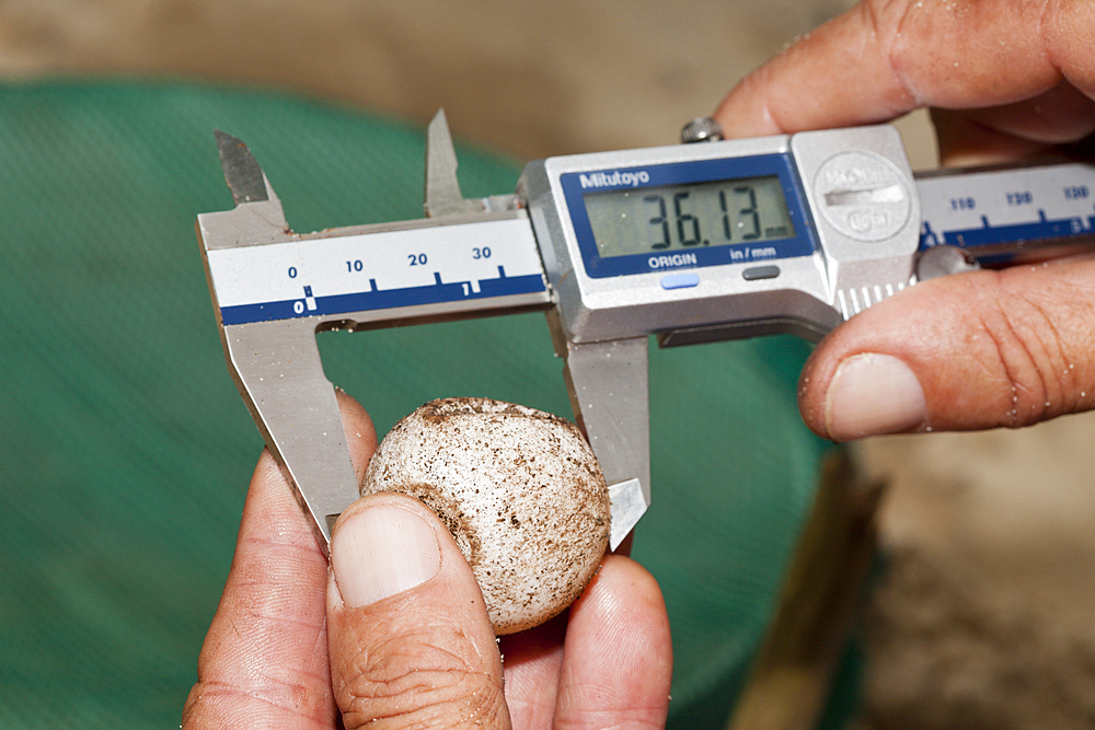 Sea Turtle Conservation program, Eretmochelys imbricata, New Ireland, Papua New Guinea