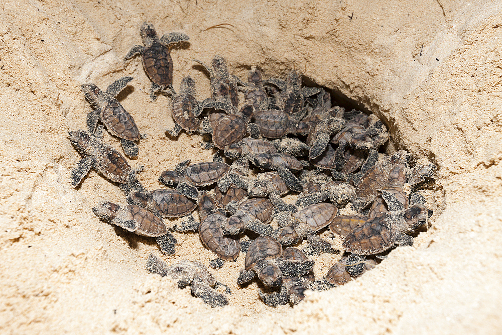 Hawksbill Sea Turtle hatchlings, Eretmochelys imbricata, New Ireland, Papua New Guinea