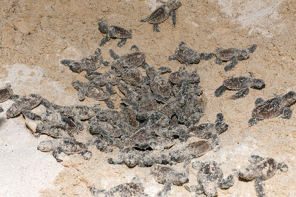 Hawksbill Sea Turtle hatchlings, Eretmochelys imbricata, New Ireland, Papua New Guinea