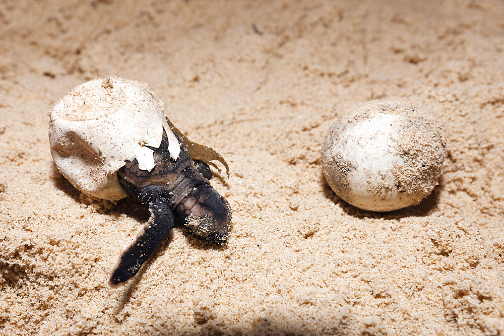 Hawksbill Sea Turtle hatchlings, Eretmochelys imbricata, New Ireland, Papua New Guinea