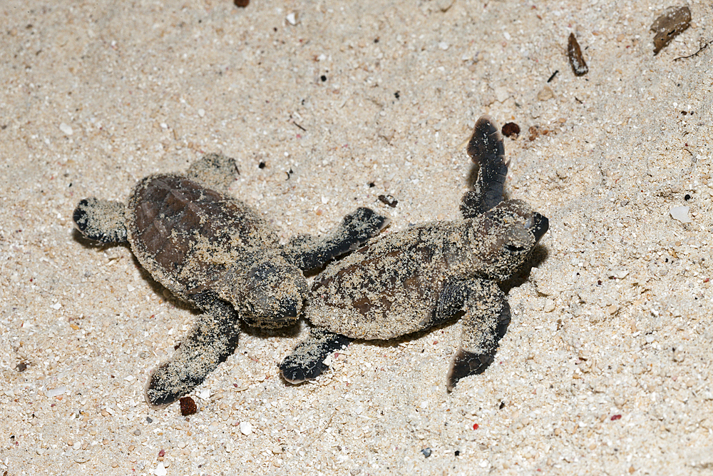 Hawksbill Sea Turtle hatchlings, Eretmochelys imbricata, New Ireland, Papua New Guinea