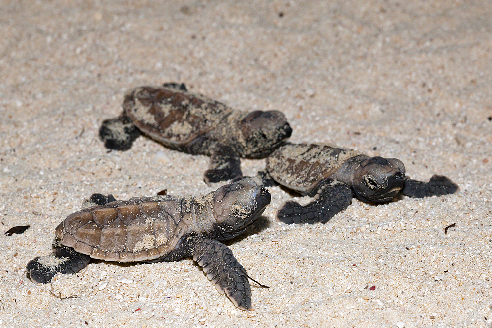 Hawksbill Sea Turtle hatchlings, Eretmochelys imbricata, New Ireland, Papua New Guinea