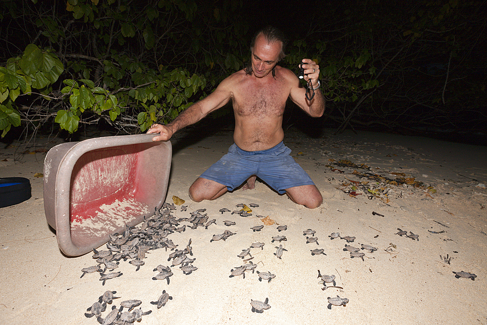 Hawksbill Sea Turtle hatchlings on their way into the sea, Eretmochelys imbricata, New Ireland, Papua New Guinea