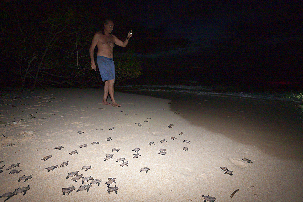 Hawksbill Sea Turtle hatchlings on their way into the sea, Eretmochelys imbricata, New Ireland, Papua New Guinea