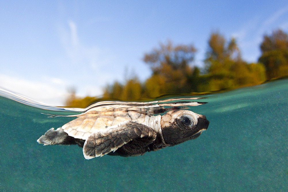 Hawksbill Turtle hatchling paddles away from shore, Eretmochelys imbricata, New Ireland, Papua New Guinea