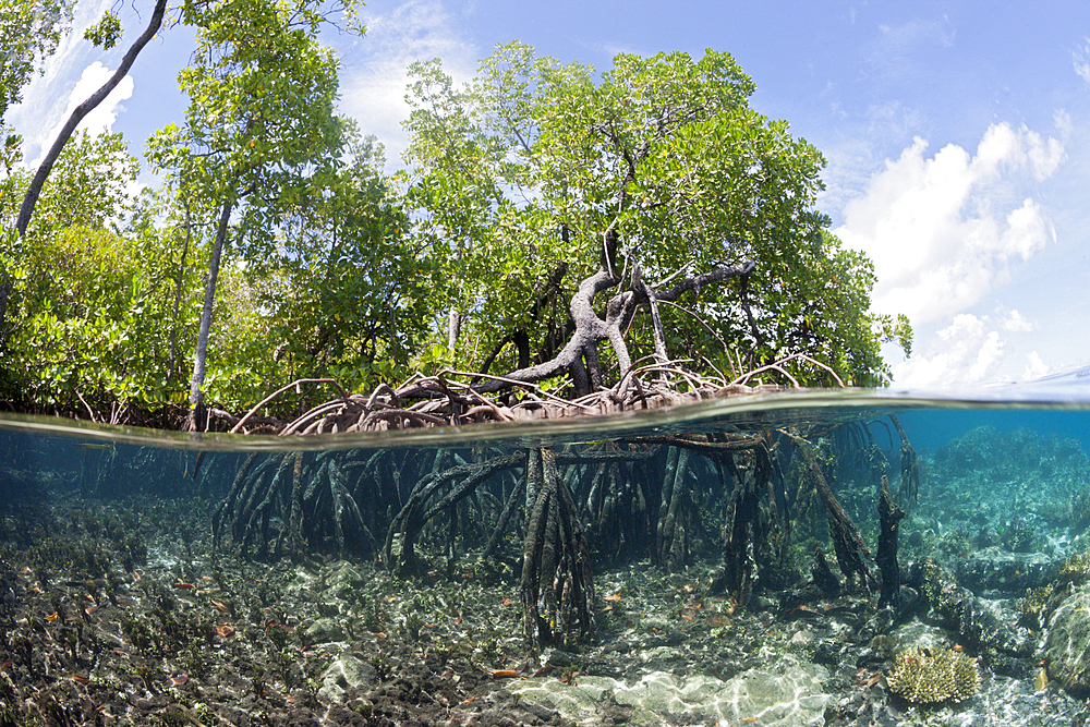 Aerial Prop Roots of Mangroves, New Ireland, Papua New Guinea