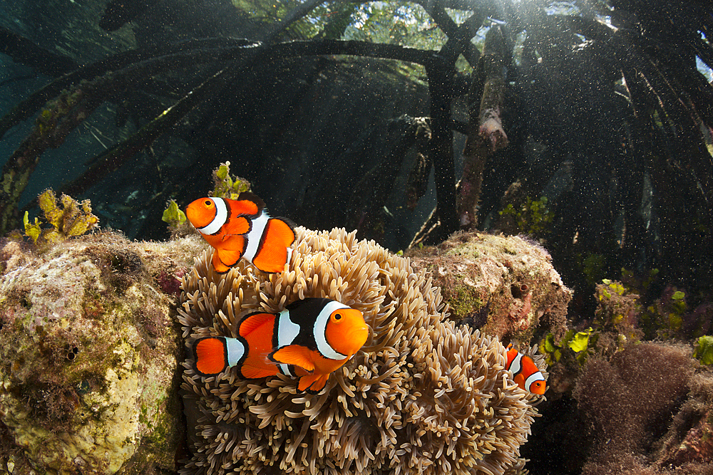 Clown Anemonefishes living in Mangroves, Amphiprion percula, New Ireland, Papua New Guinea