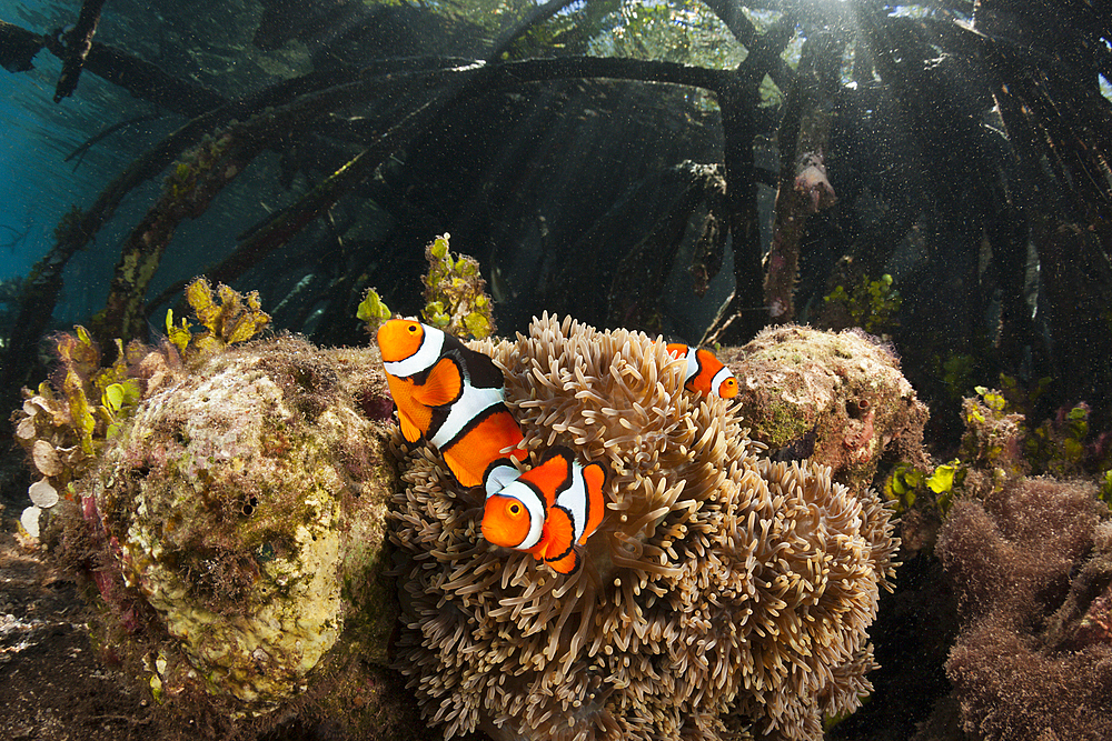 Clown Anemonefishes living in Mangroves, Amphiprion percula, New Ireland, Papua New Guinea