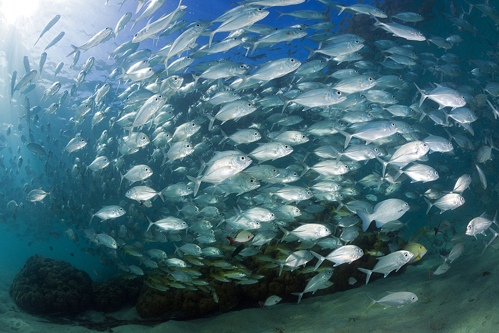 Shoal of Bigeye Trevally, Caranx sexfasciatus, New Ireland, Papua New Guinea