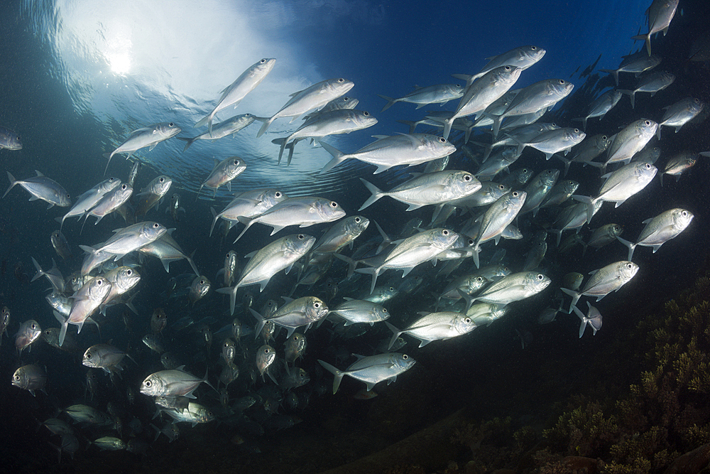 Shoal of Bigeye Trevally, Caranx sexfasciatus, New Ireland, Papua New Guinea