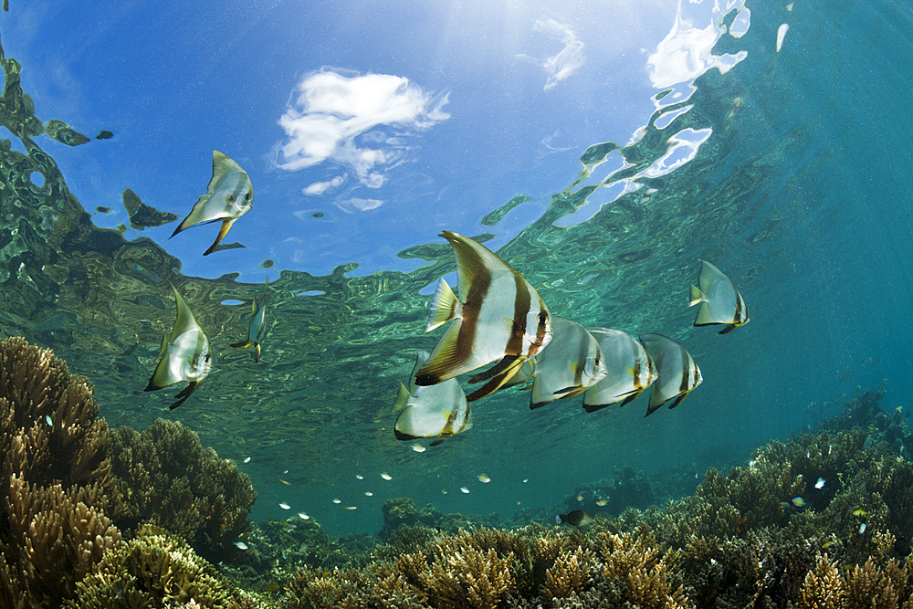 Shoal of Circular Batfish, Platax orbicularis, New Ireland, Papua New Guinea