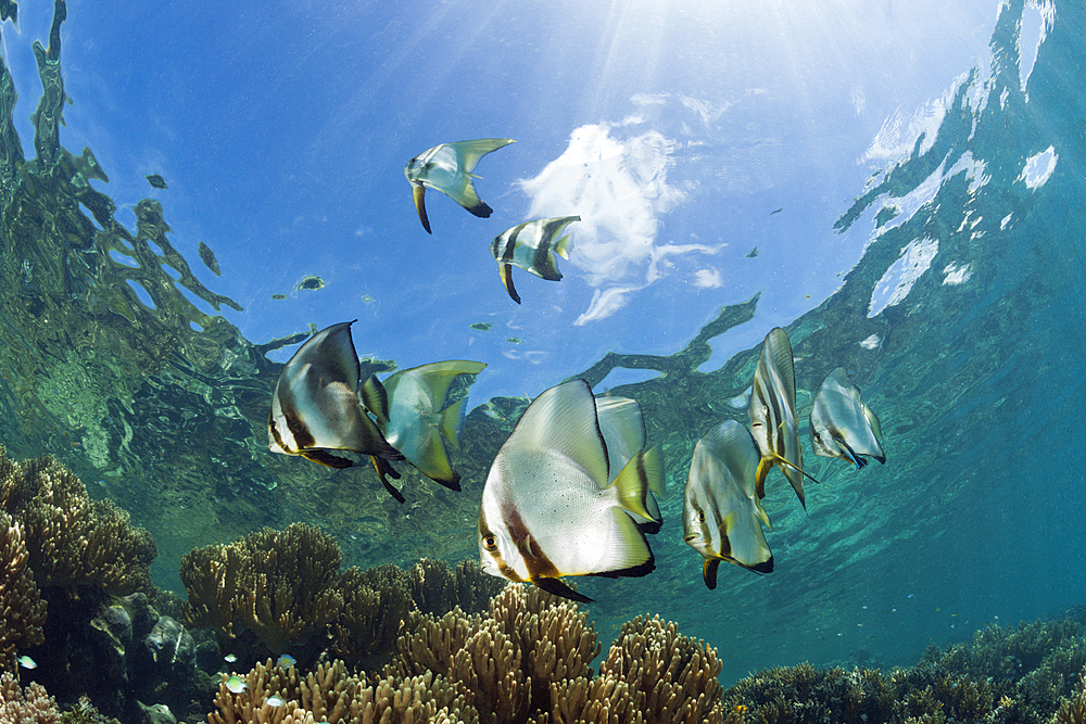 Shoal of Circular Batfish, Platax orbicularis, New Ireland, Papua New Guinea