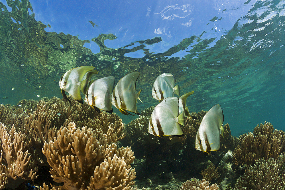 Shoal of Circular Batfish, Platax orbicularis, New Ireland, Papua New Guinea