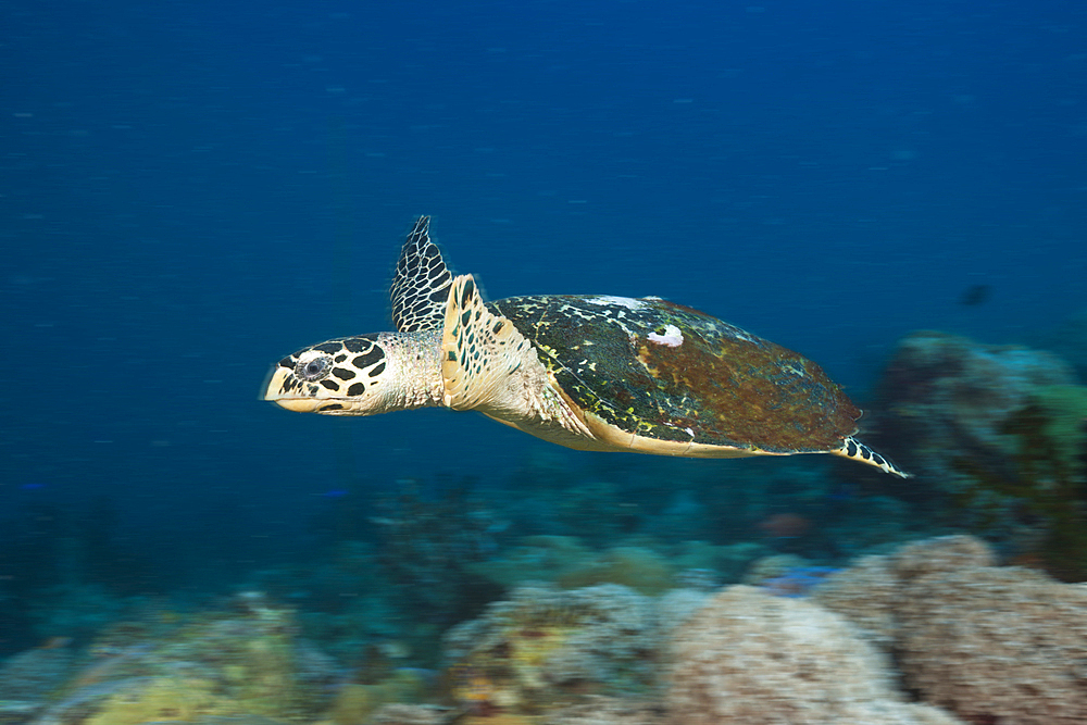 Hawksbill Turtle, Eretmochelys imbricata, New Ireland, Papua New Guinea