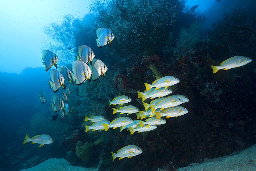 Shoal of Celebes Sweetlips, Plectorhinchus chrysotaenia, New Ireland, Papua New Guinea