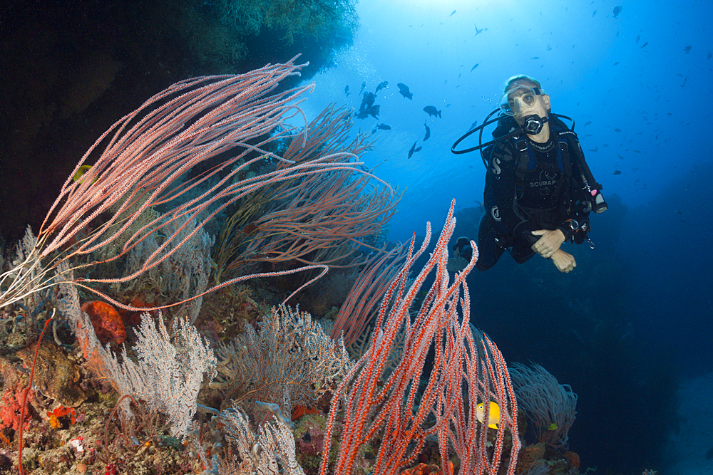 Scuba Diver over Coral Reef, New Ireland, Papua New Guinea