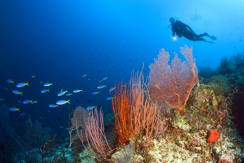 Scuba Diver over Coral Reef, New Ireland, Papua New Guinea