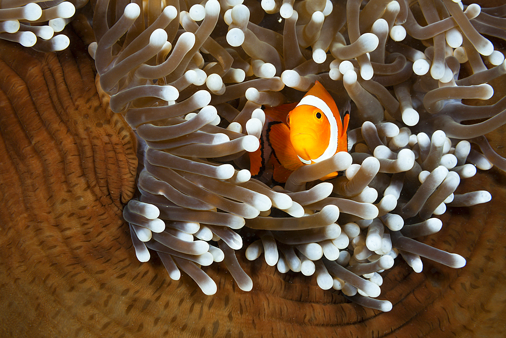 Clown Anemonefish, Amphiprion ocellaris, New Ireland, Papua New Guinea