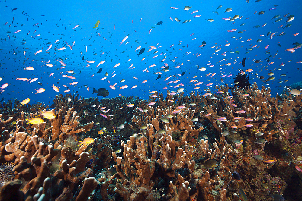 Anthias over Coral Reef, Anthias sp., New Ireland, Papua New Guinea