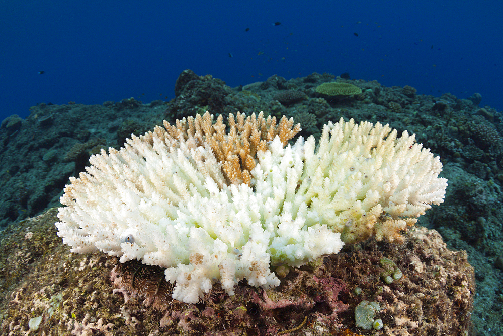 Coral Bleaching, New Ireland, Papua New Guinea