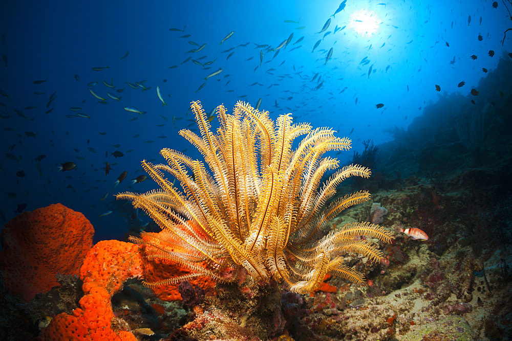 Crinoids in Coral Reef, Comanthina schlegeli, New Ireland, Papua New Guinea