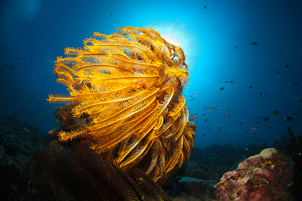 Crinoids in Coral Reef, Comanthina schlegeli, New Ireland, Papua New Guinea