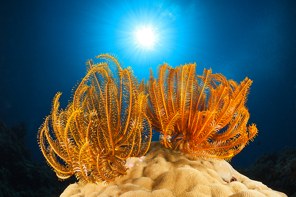 Crinoids in Coral Reef, Comanthina schlegeli, New Ireland, Papua New Guinea