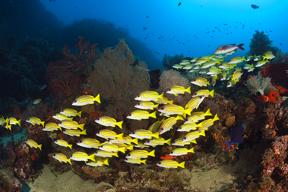 Shoal of Bluestripe Snapper, Lutjanus kasmira, New Ireland, Papua New Guinea