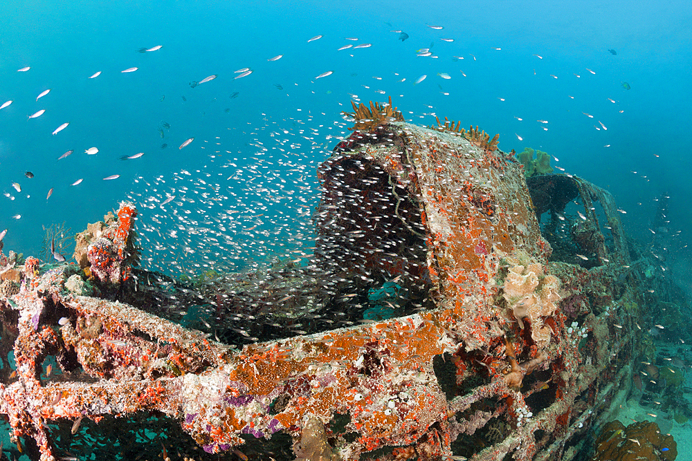 Japanese Kate Bomber Wreck Nakajima B5N, New Ireland, Papua New Guinea