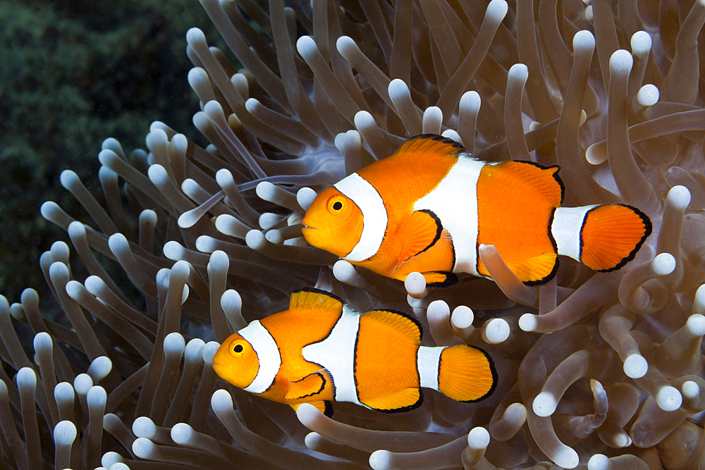 Clown Anemonefish, Amphiprion ocellaris, New Ireland, Papua New Guinea