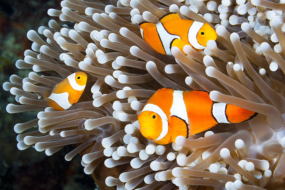 Clown Anemonefish, Amphiprion ocellaris, New Ireland, Papua New Guinea